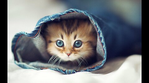 Funny cats/dogs