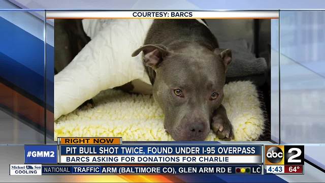 Pit Bull shot twice, found under I-95 overpass