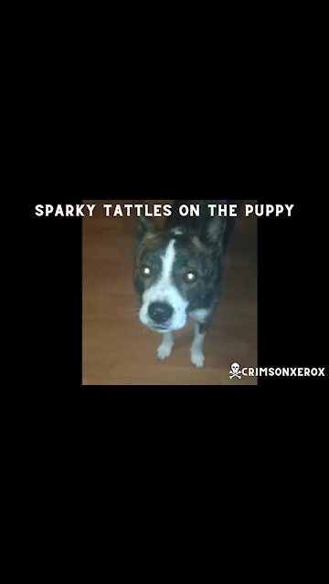 Sparky Tattles on Puppy