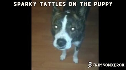 Sparky Tattles on Puppy