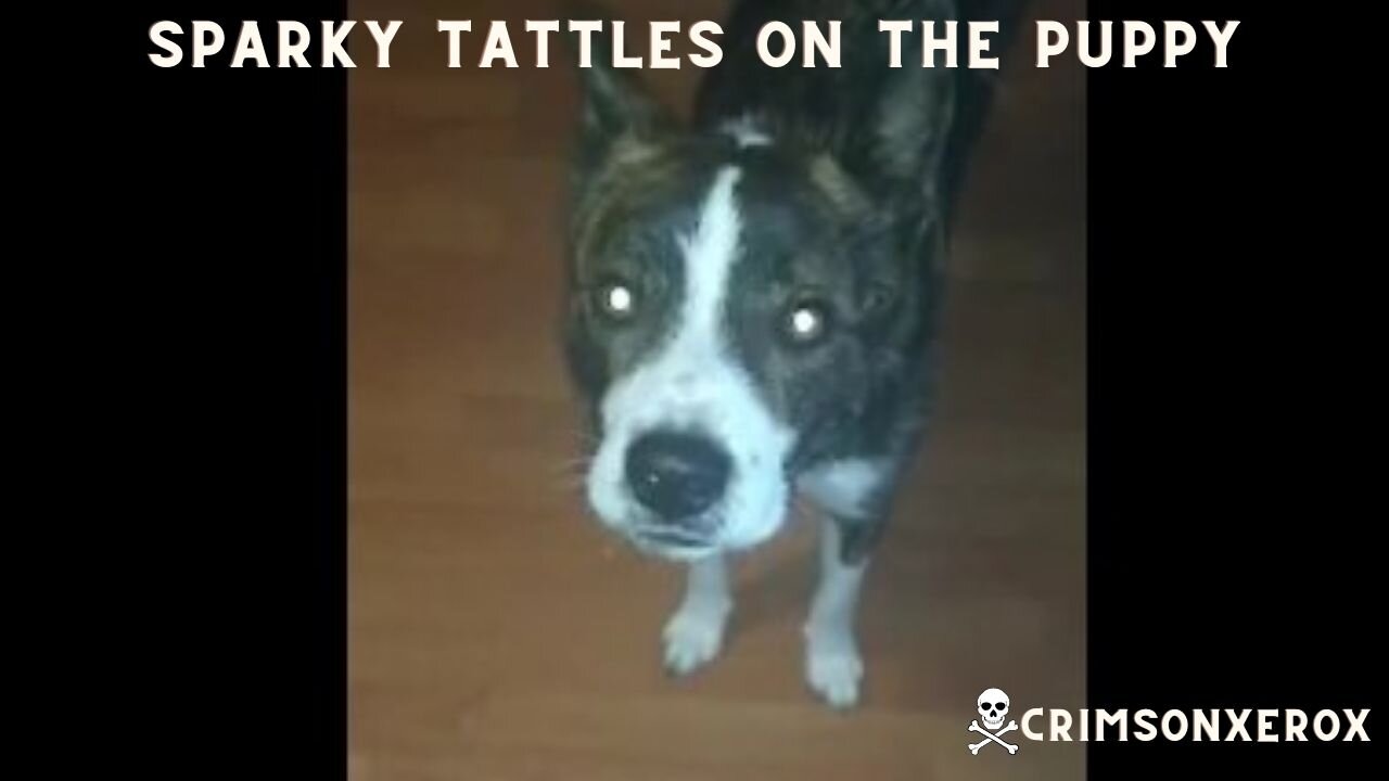 Sparky Tattles on Puppy