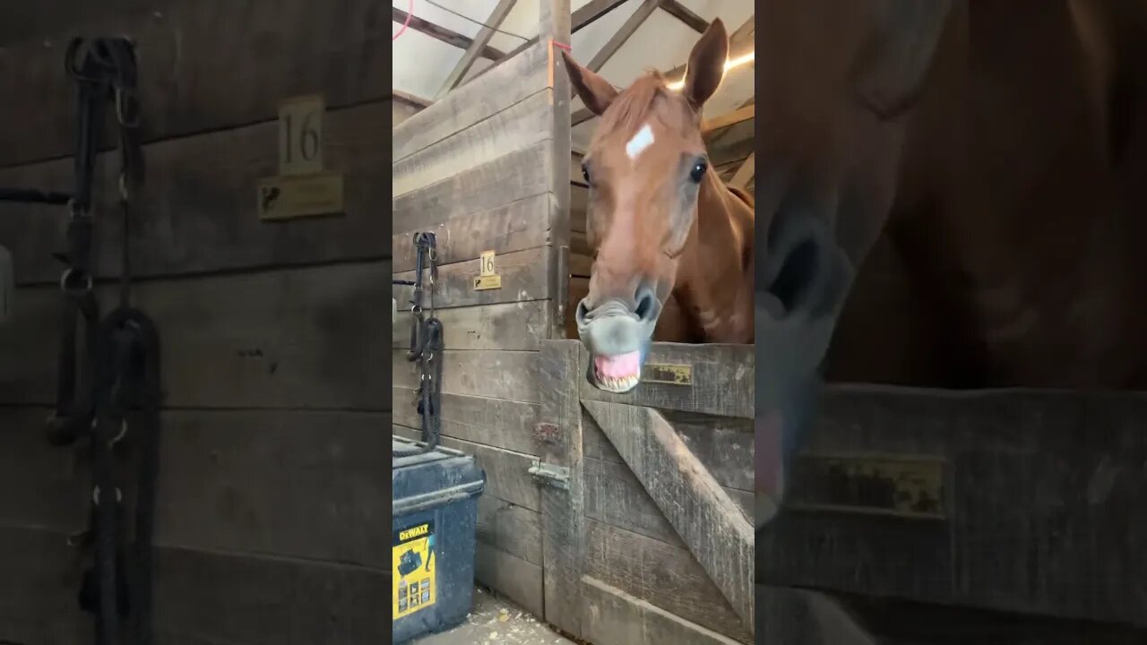 A new “doo” for Apollo