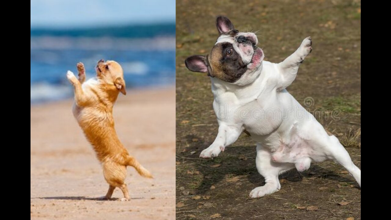 Happy Dog Dancing !!!! funny and hilarious 🥰🥰🥰🥰