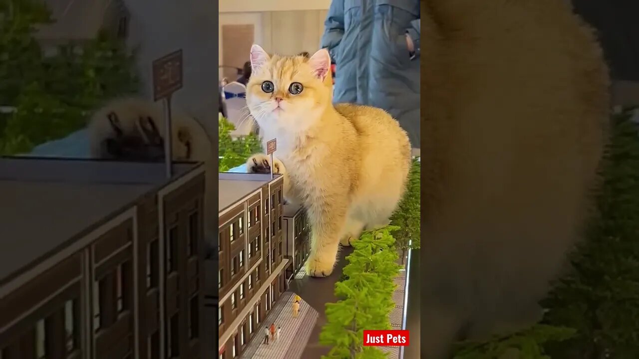 Super cute 🥰 #cute #tiktok #funnyanimals #cat