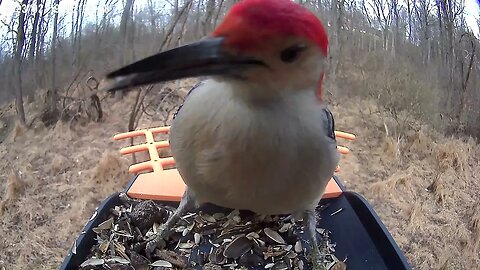 BirdKiss AI Smart Bird Feeder: Red-Bellied Woodpecker