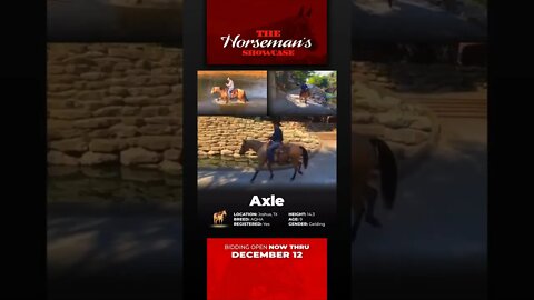 Group 3 - ♦𝐓𝐇𝐄 𝓗𝓸𝓻𝓼𝓮𝓶𝓪𝓷'𝓼 𝐒𝐇𝐎𝐖𝐂𝐀𝐒𝐄♦ - online auction ending Monday | December 12th! Horsebid.com