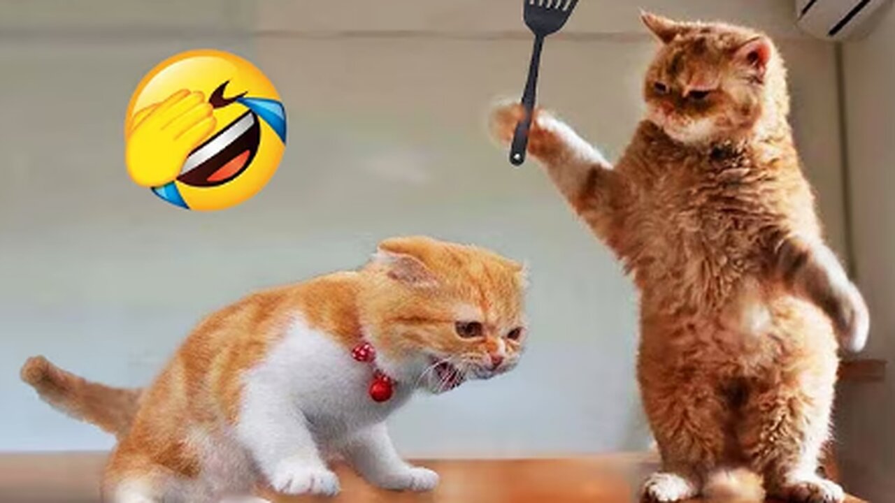 Funniest Animals 2023 😂 New Funny Cats and Dogs Videos 😻🐶