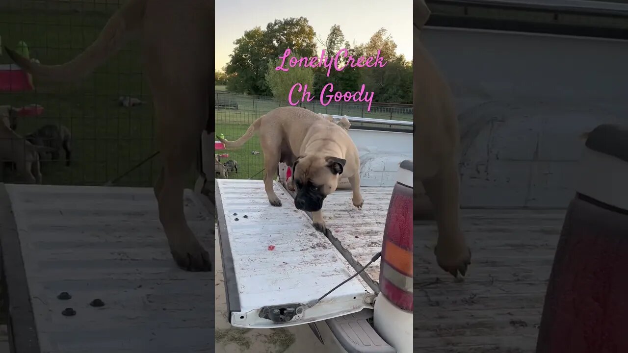 Can your Bullmastiff jump in back of truck ? LonelyCreek bullmastiff