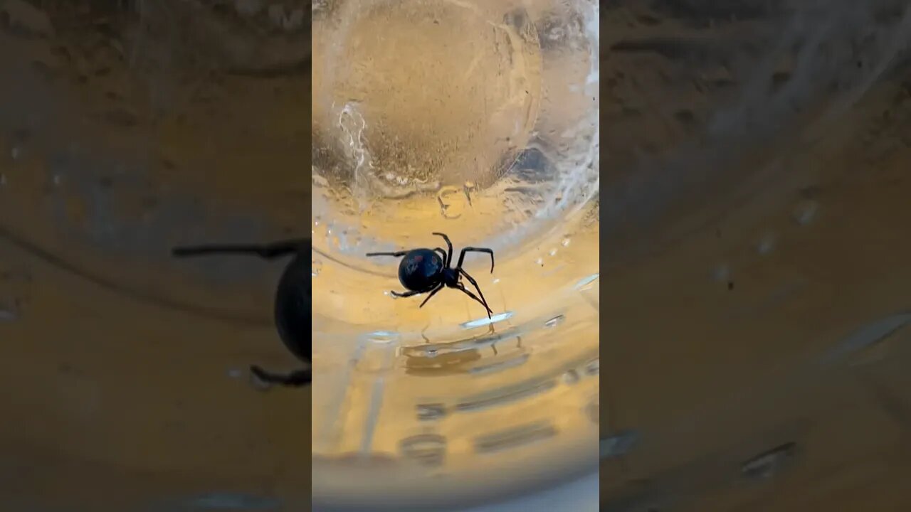 I found a black widow spider ! 🕷️🕸️