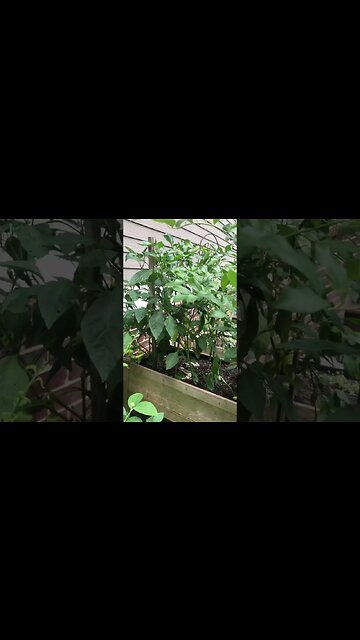 Electro-Culture Fail?