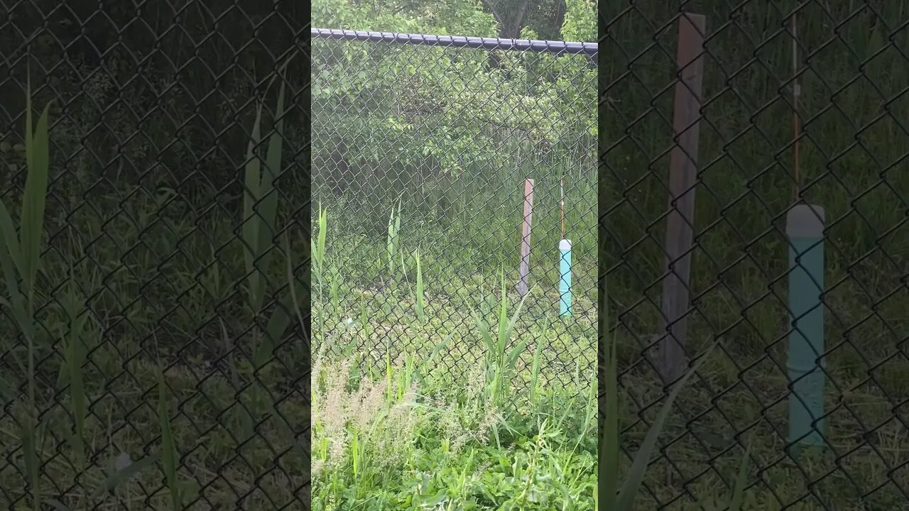 Groundhog Behind Fence