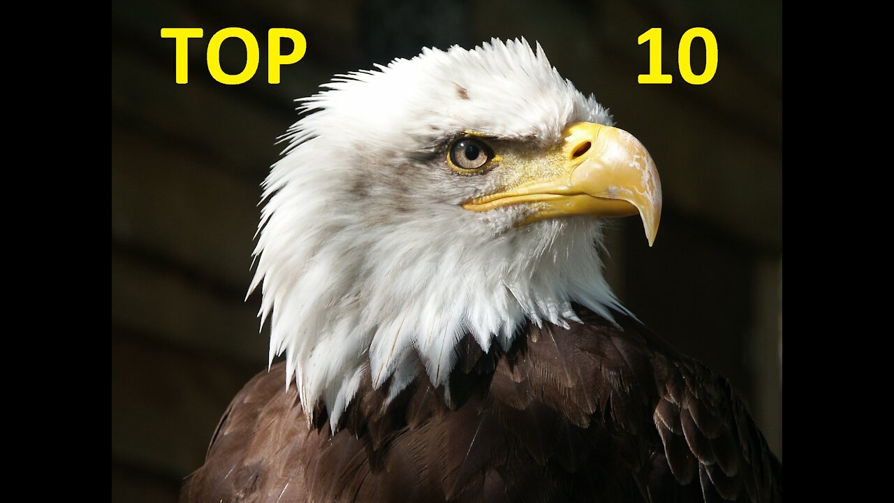 Top 10 Biggest And Largest Eagles Of The World