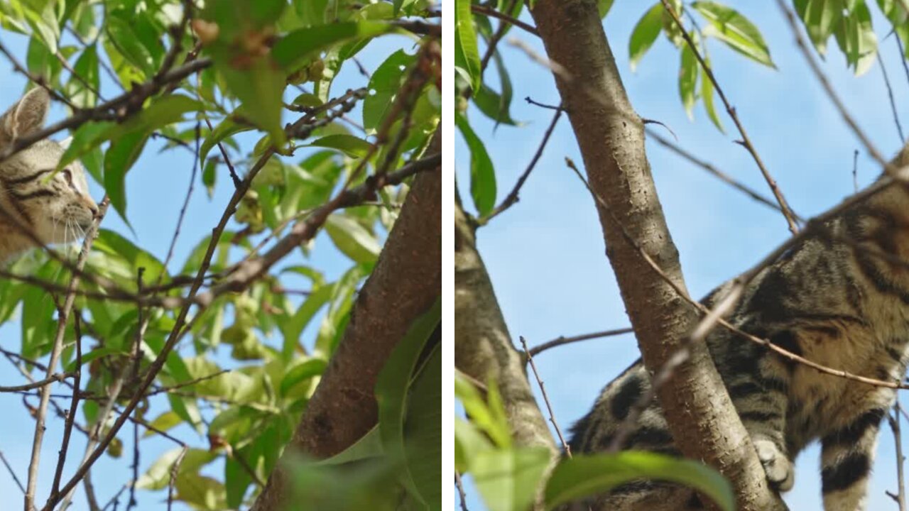 CONfused Cat ACTUALLY StUcK in a Tree!