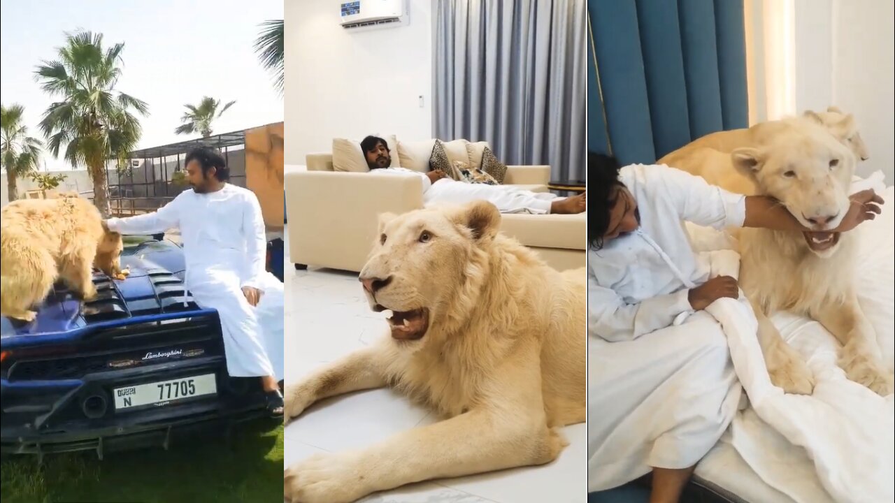 White Tiger And White Lion