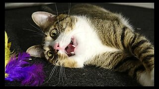 Cat Photography