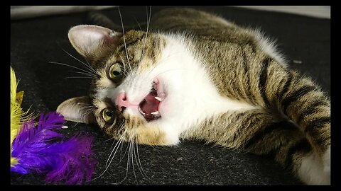Cat Photography