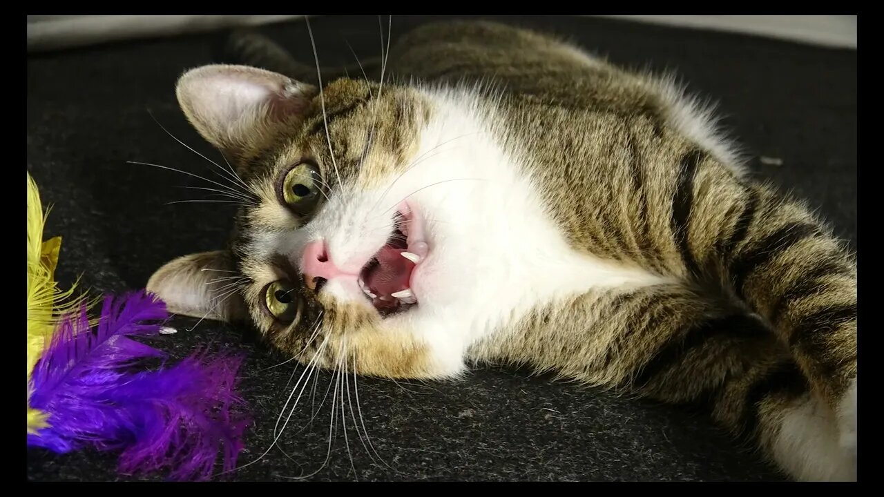 Cat Photography