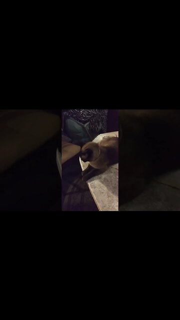 WHY DOES MY CAT ERNASTINE DO THIS?