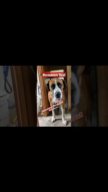 These look a little rare. #cooking #burgers #rare #dog #dogs #drooling