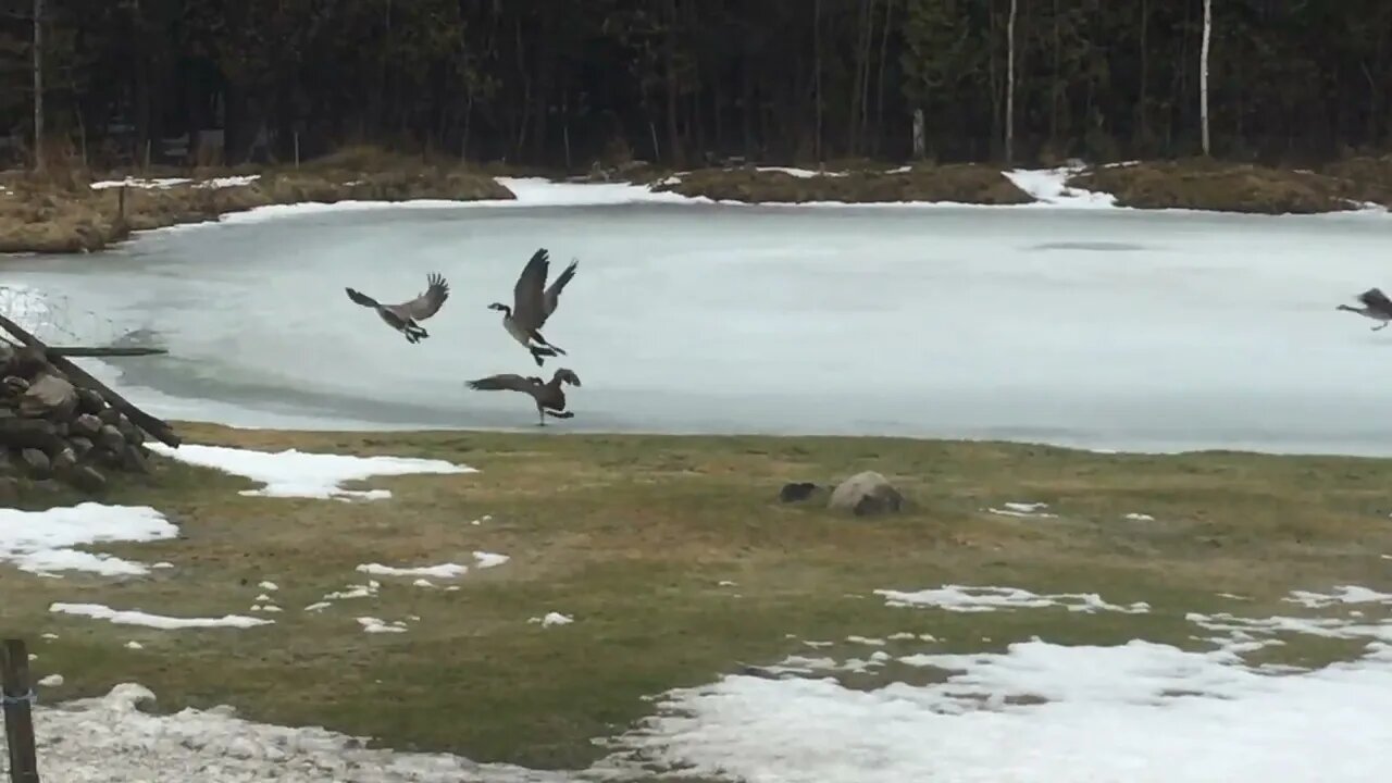 More Canada Geese Mar 23rd, 2022