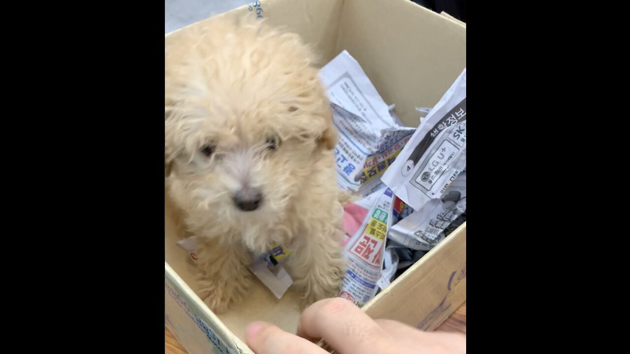 Puppy in the box