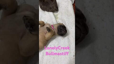 Sleeping it off. Adorable puppies. LonelyCreek bullmastiff #CutePuppy #LonelyCreek #Bullmastiff