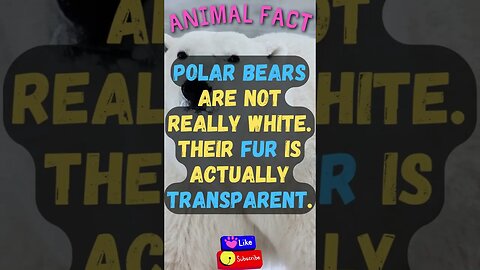 🦌Discover Fascinating Animal Facts👀 #shorts #shortsfact #animalfacts #funfactsshorts #polarbear