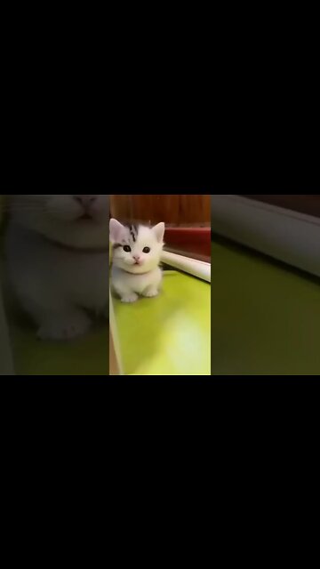 #cats #youtubeshorts #persiancats #catlife #shorts