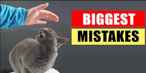 20 Common Mistakes Cat Owners Make
