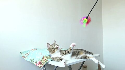 Little Cat Likes to Play