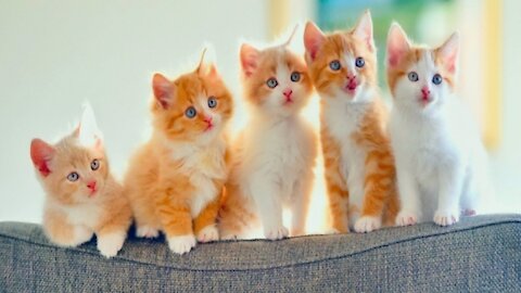 Cute baby cats funny and cute videos