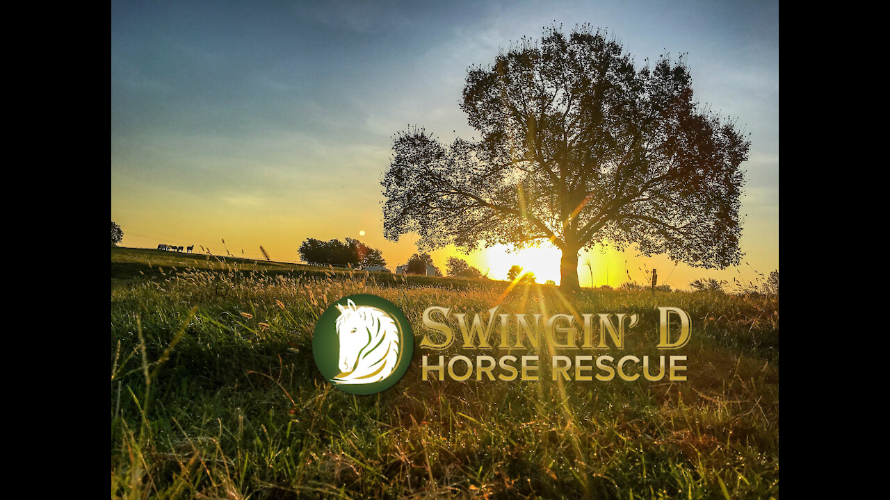 This is Swingin' D Horse Rescue