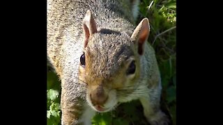 IECV NV #131 - 👀 Grey Squirrel Getting His Close Up Picture 🐿️ 11-16-2015