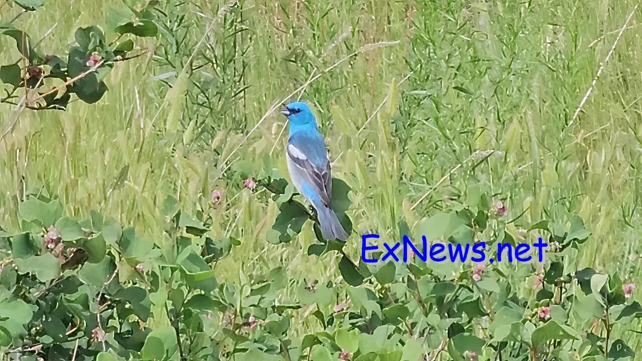 A Middleton Mountain BIRD the Lazuli Bunting