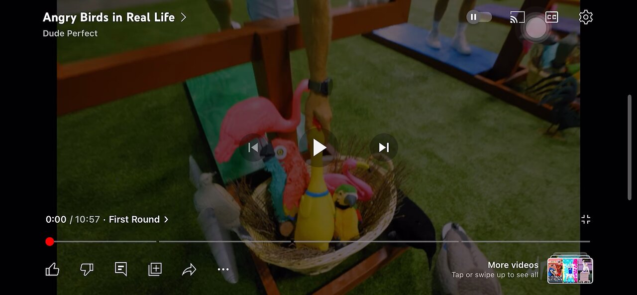 Anger birds in real life 👏🏻