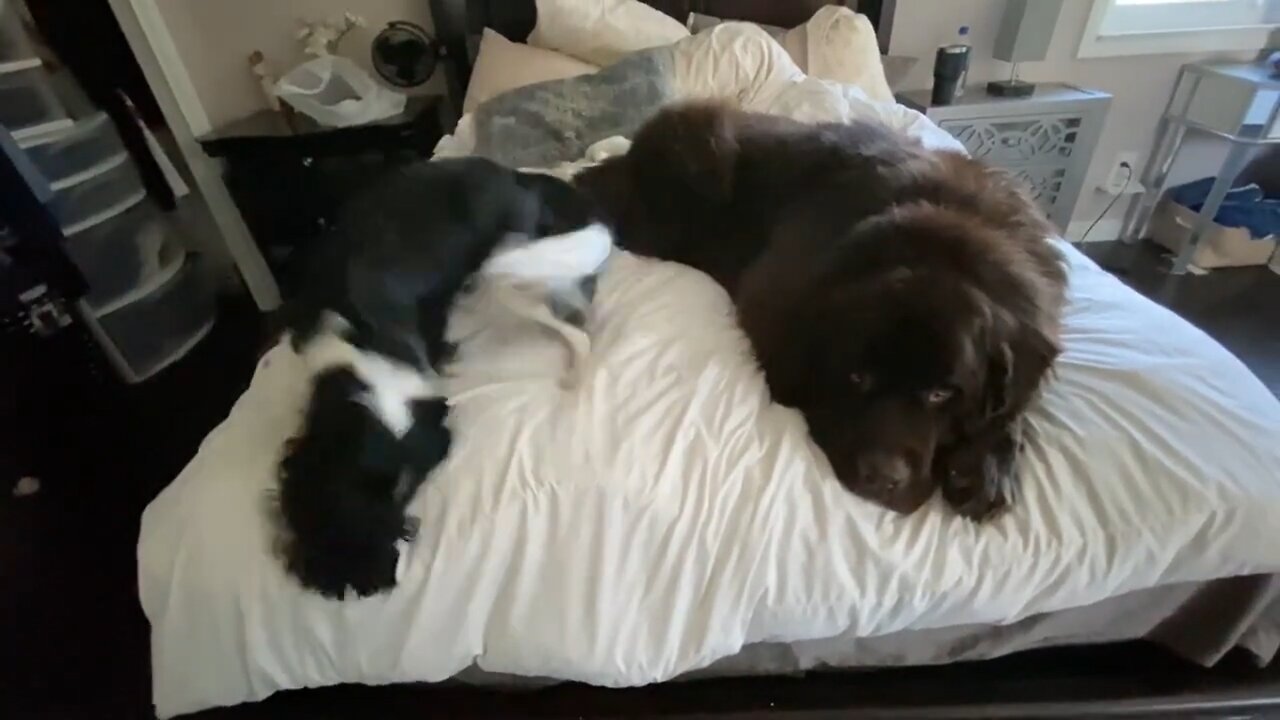 Newfie and Cavalier nearly take up the entire bed