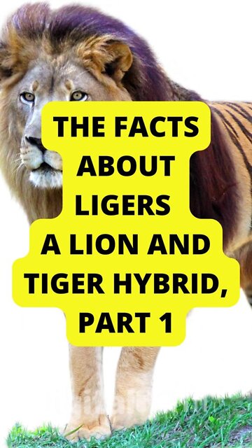 Part 1: The Facts About Ligers – a Lion and Tiger Hrybid