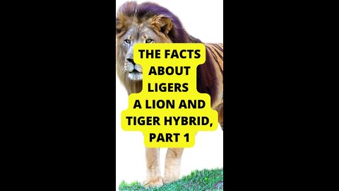 Part 1: The Facts About Ligers – a Lion and Tiger Hrybid