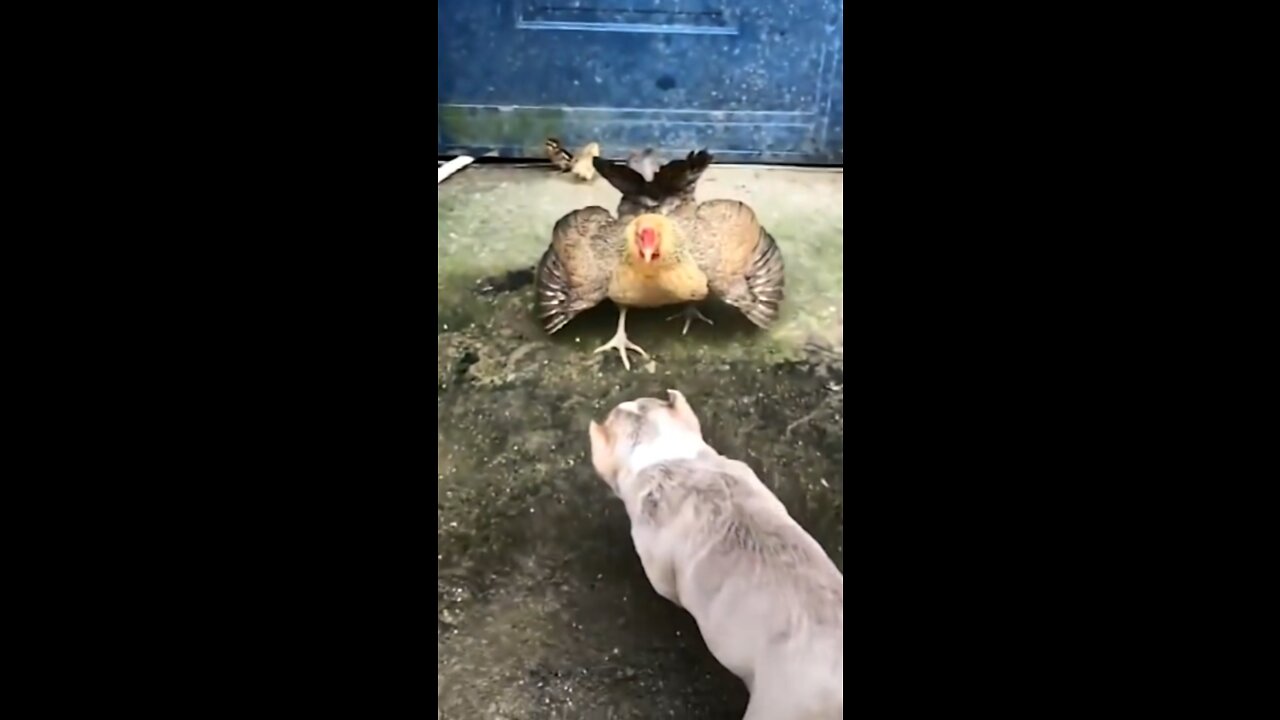 Chicken VS Dog Fight - Funny Dog Fights