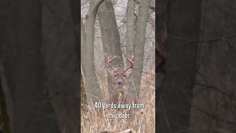 Aggressive buck faces off with hunter after attacking the hunters harvest #deerhunting #deer #shorts