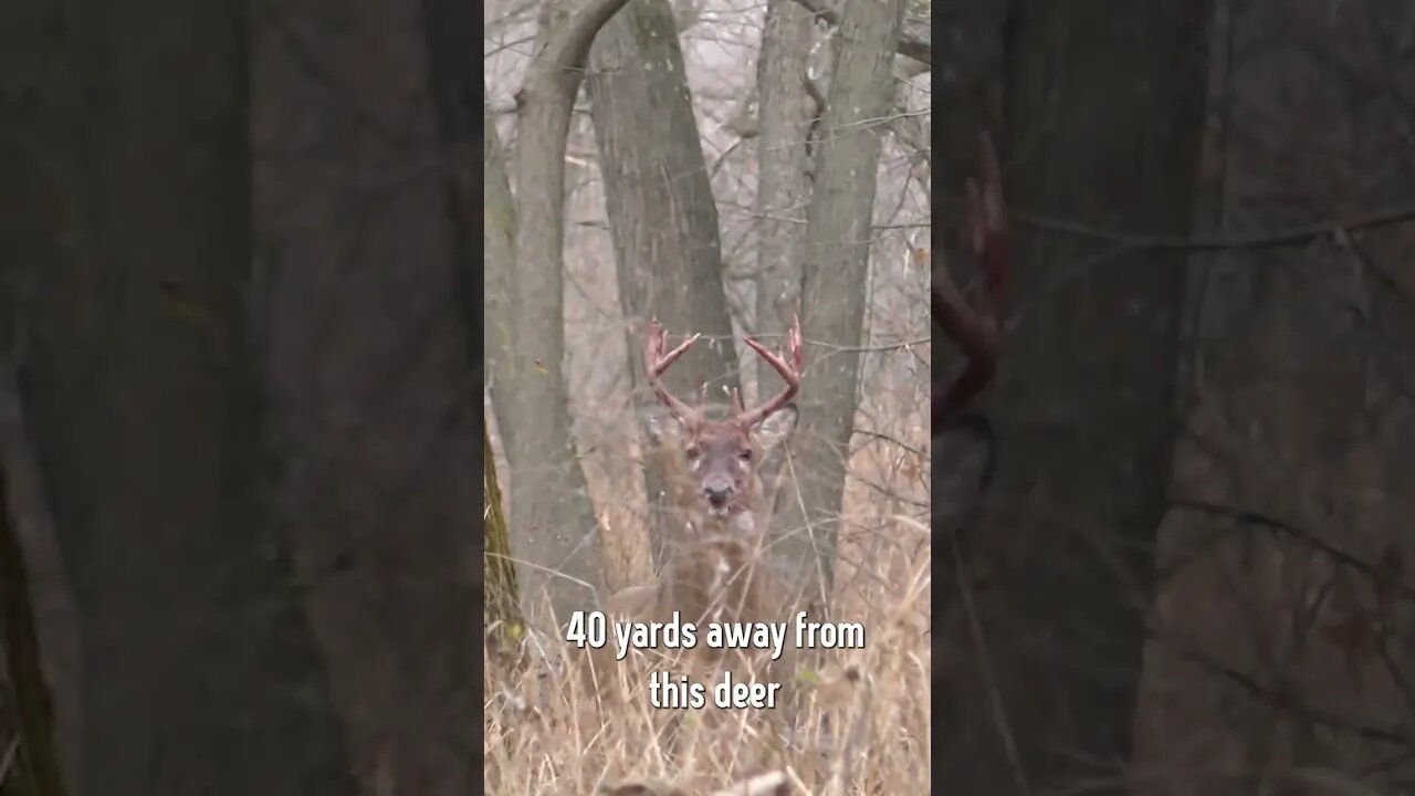 Aggressive buck faces off with hunter after attacking the hunters harvest #deerhunting #deer #shorts