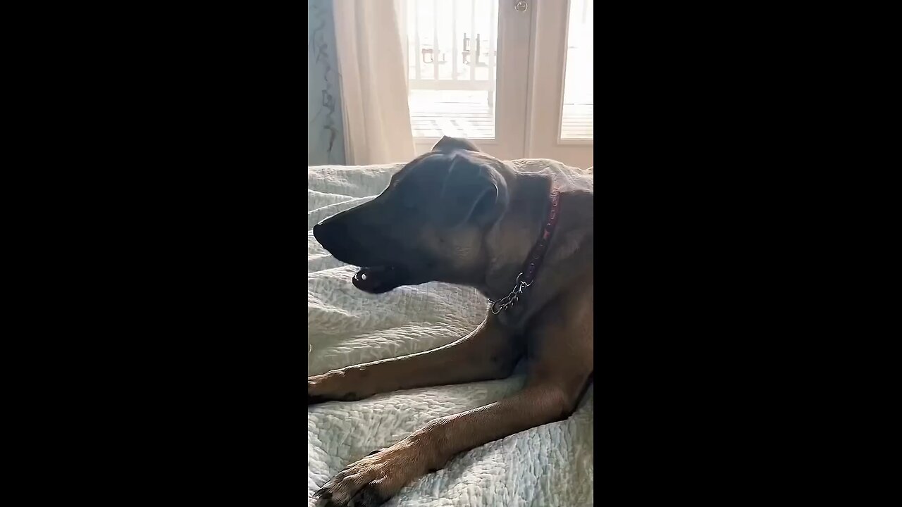 Funny dog complaining 😂😂 watch and laugh