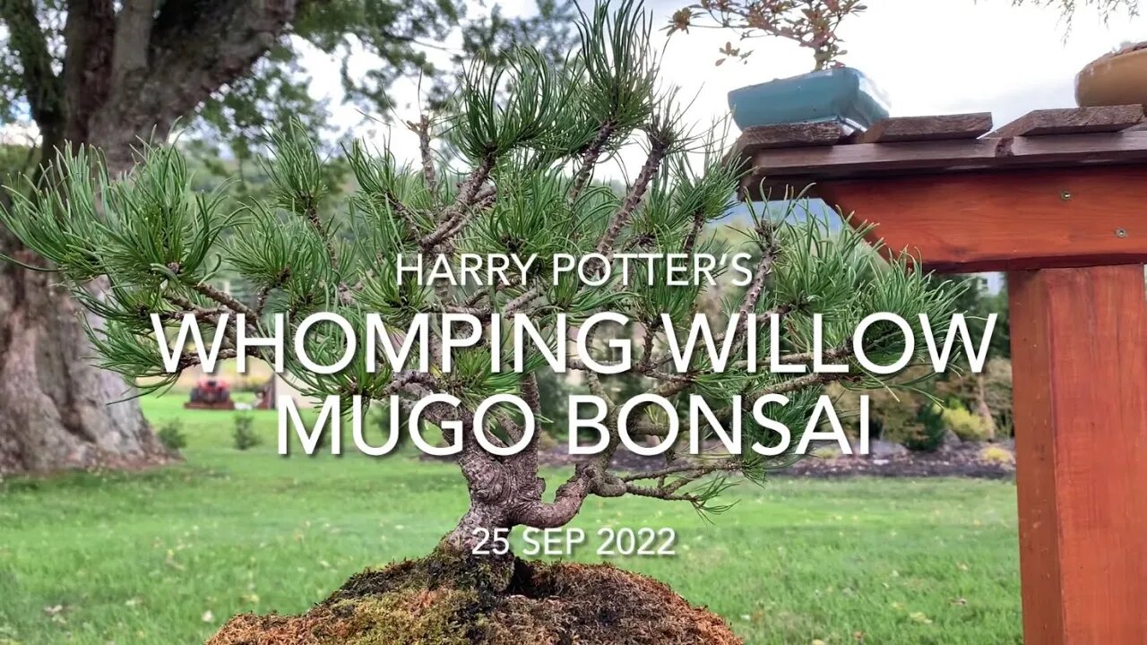 Harry Potter’s Whomping Willow Mugo Bonsai