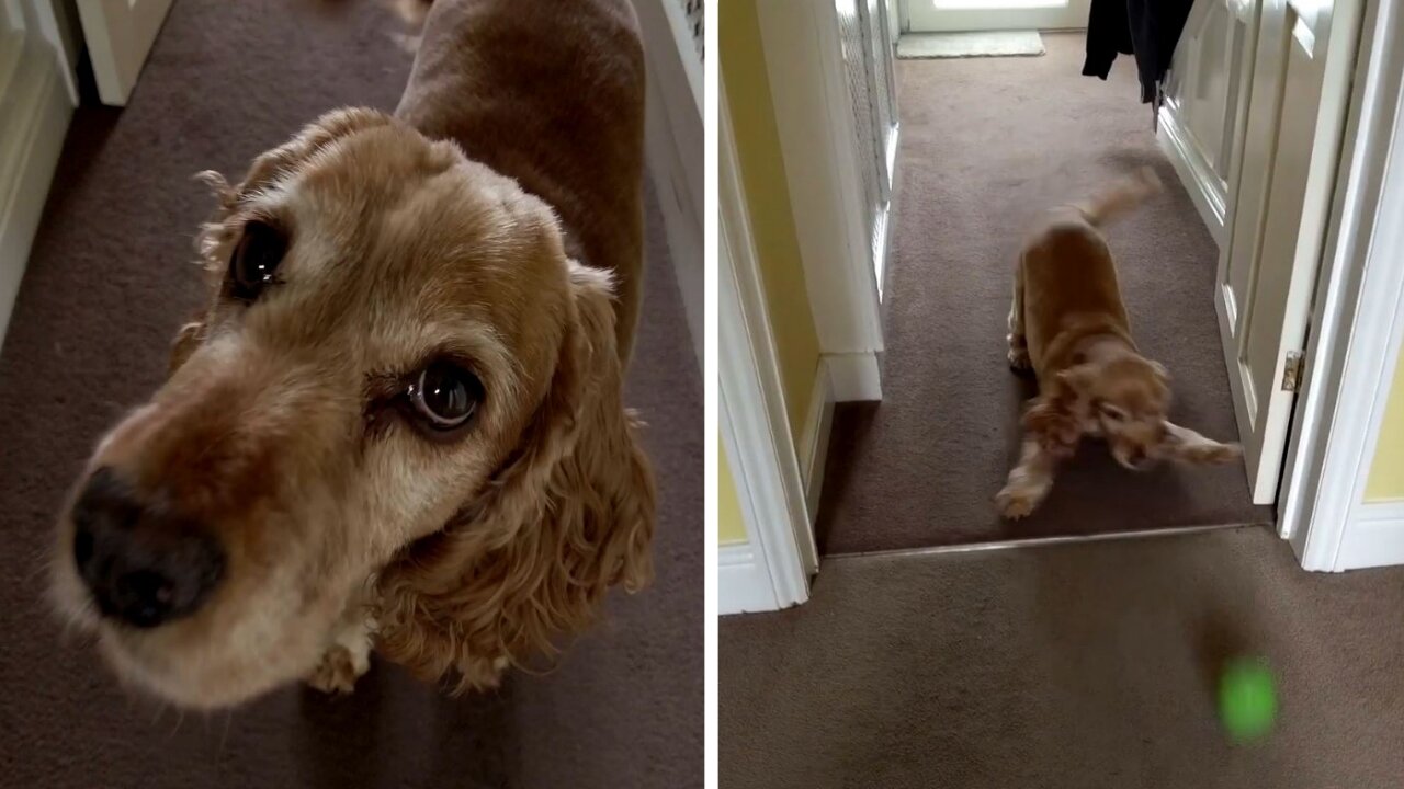 Honey the cocker spaniel loves to be filmed with dji pocket 2