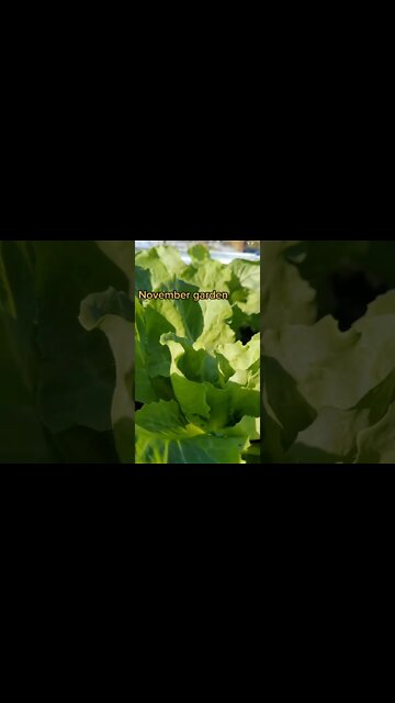 November Garden Update Cold Crops