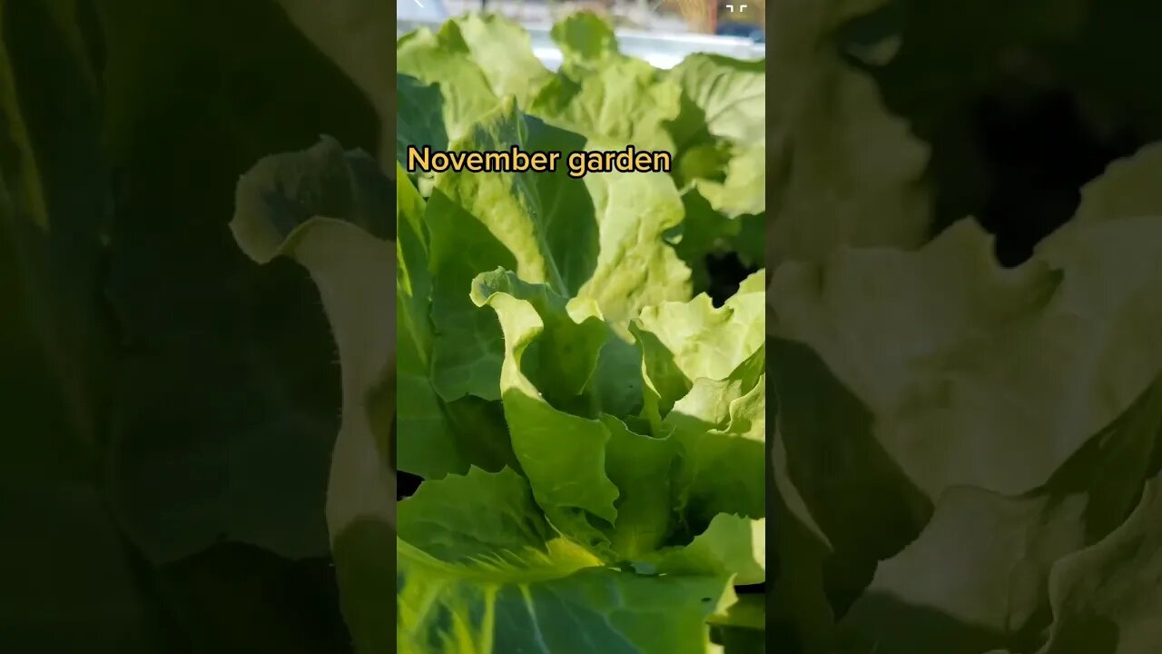 November Garden Update Cold Crops