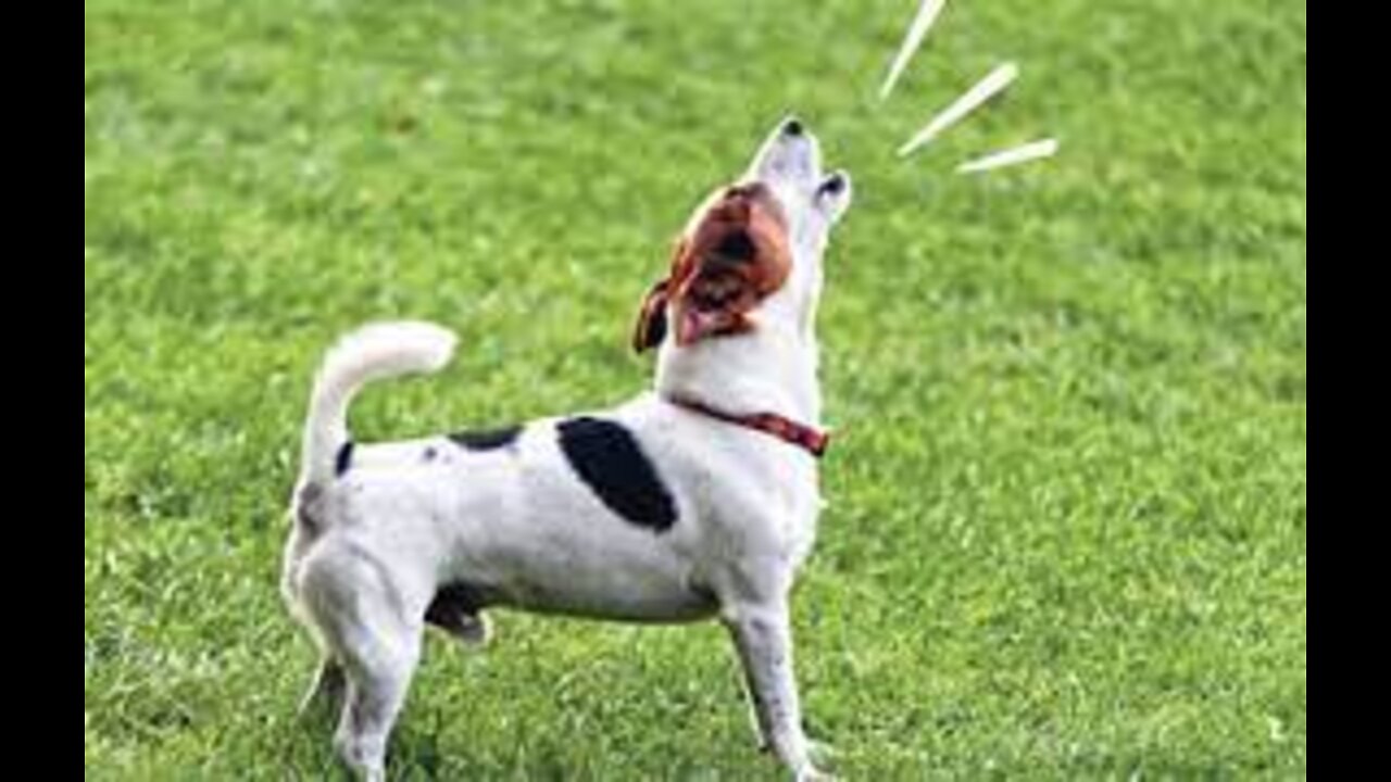 TOP 10 dog barking videos compilation - Dog barking sound - Funny dogs