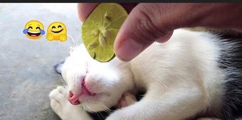 😆😆😆 Funny cat and Dogs Trending videos😆😆😆