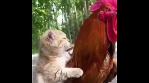 Funny animals video