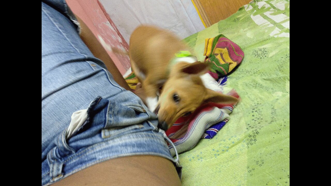 PoPo Playing Heavy With Daddy's Pant